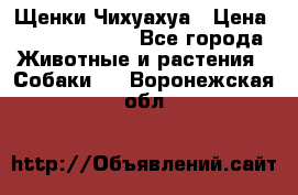 Щенки Чихуахуа › Цена ­ 12000-15000 - Все города Животные и растения » Собаки   . Воронежская обл.